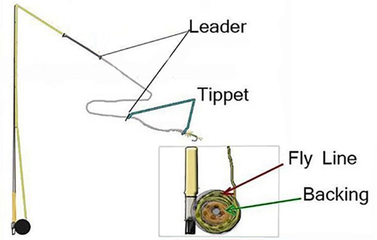 Tippet vs Leader: Fly Fishing