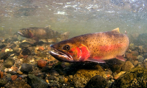 Cutthroat Trout