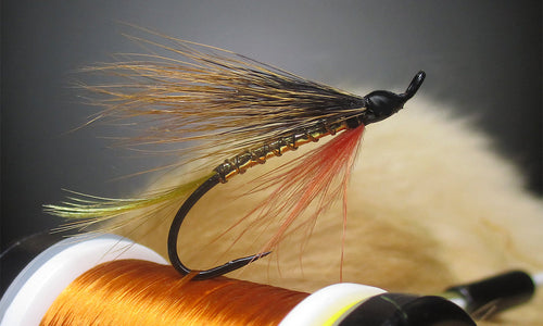 Golden Demon Fly