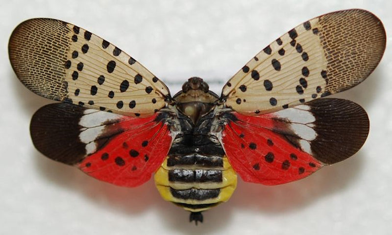 Spotted Lantern Fly