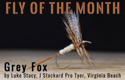 grey fox fly