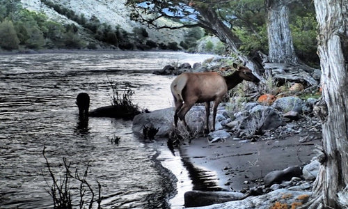 Cow Elk