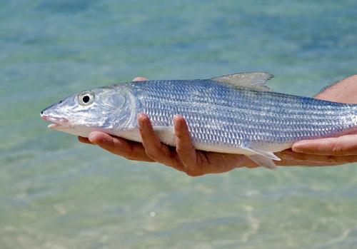 bonefish