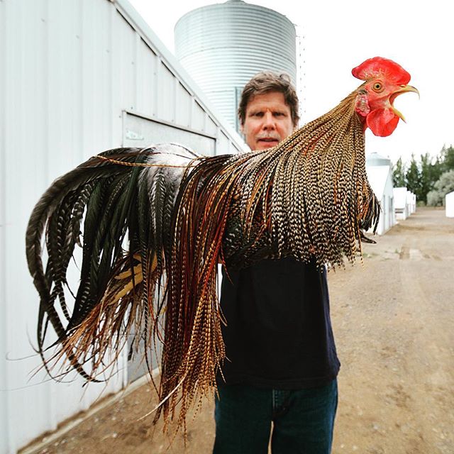 Chicken Parts: All About Hackle | Fly Tying | J. Stockard