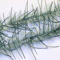 Lively Legs Crustacean Brush 1/2"